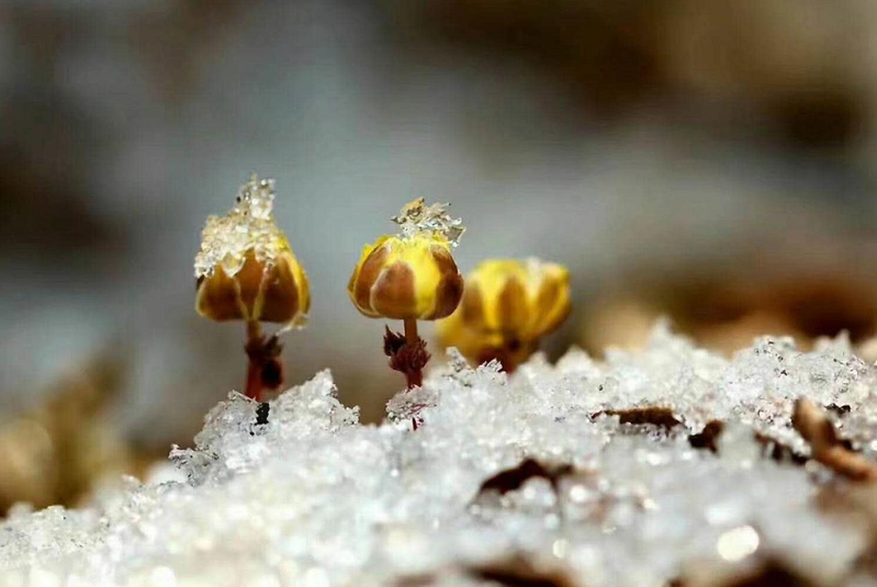 The method of planting a small plant