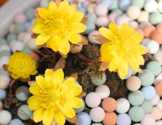 The method of planting a small plant