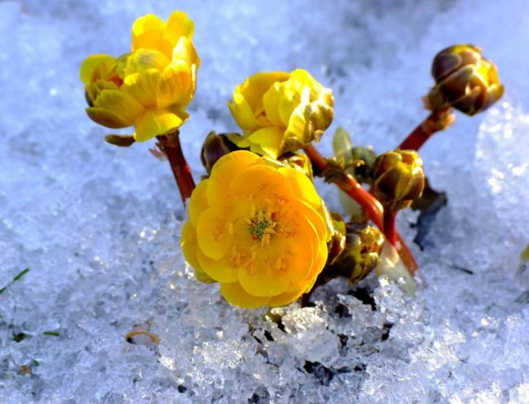 The method of planting a small plant