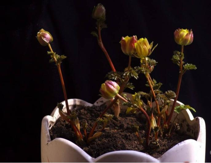 The method of planting a small plant