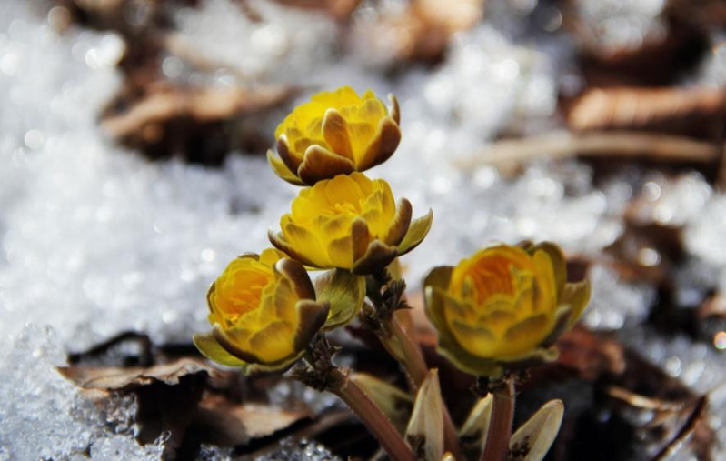 The method of planting a small plant
