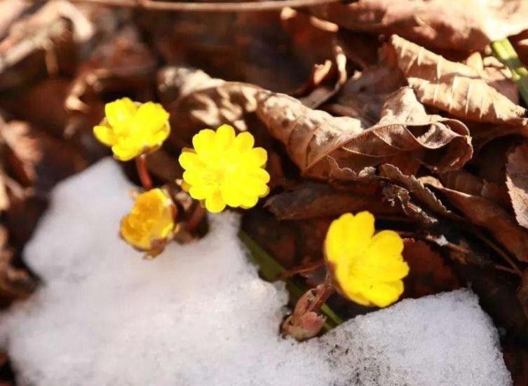 The method of planting a small plant