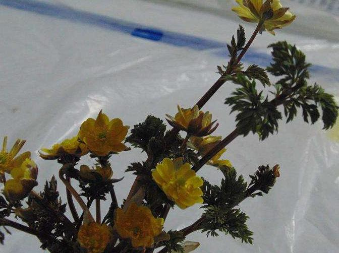 The method of planting a small plant