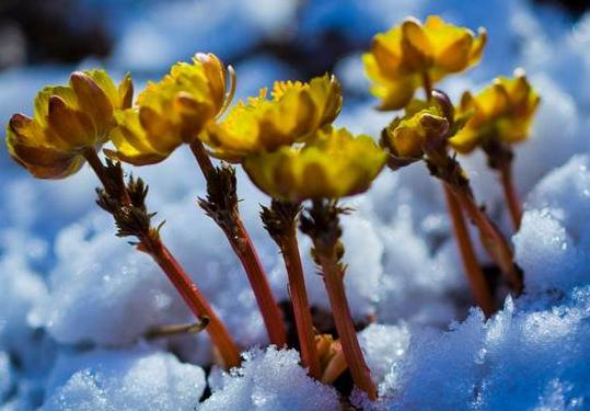 The method of planting a small plant