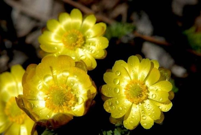 The method of planting a small plant