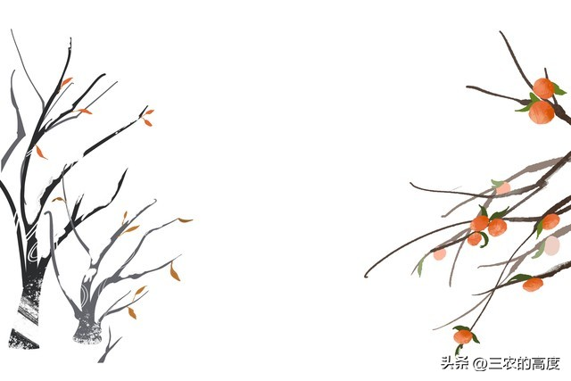 柿子树苗的种植技术