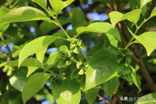 柿子树苗的种植技术