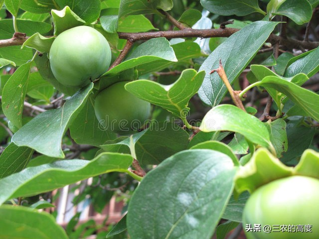 柿子树苗的种植技术