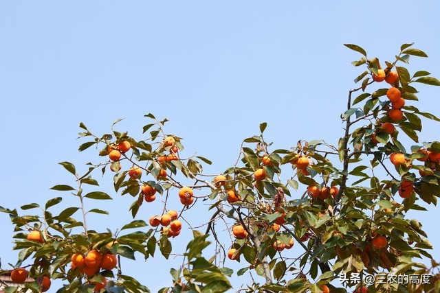 柿子树苗的种植技术