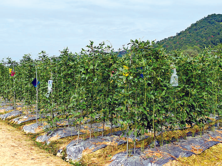 无架豆角种植技术视频