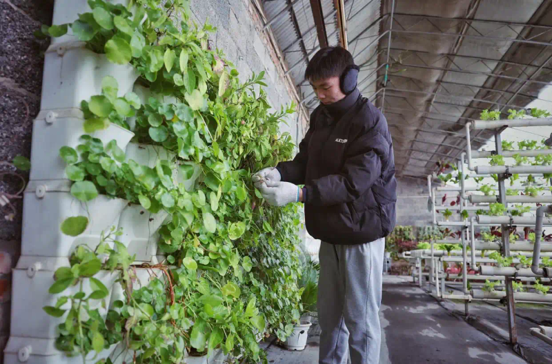 Map of the methods used to plant the balconies
