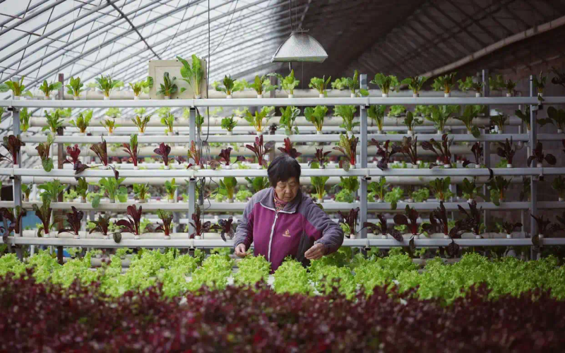 Map of the methods used to plant the balconies