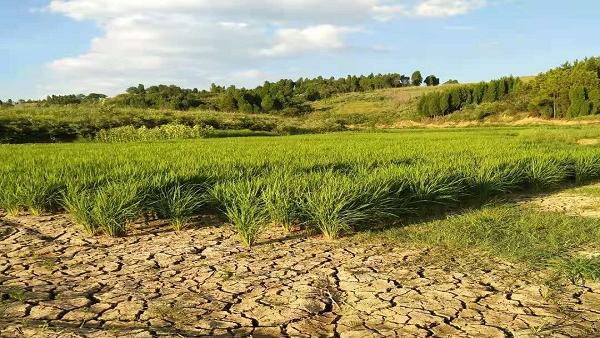 东北水稻种植技术