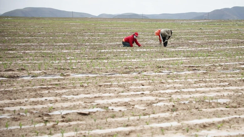 东北水稻种植技术