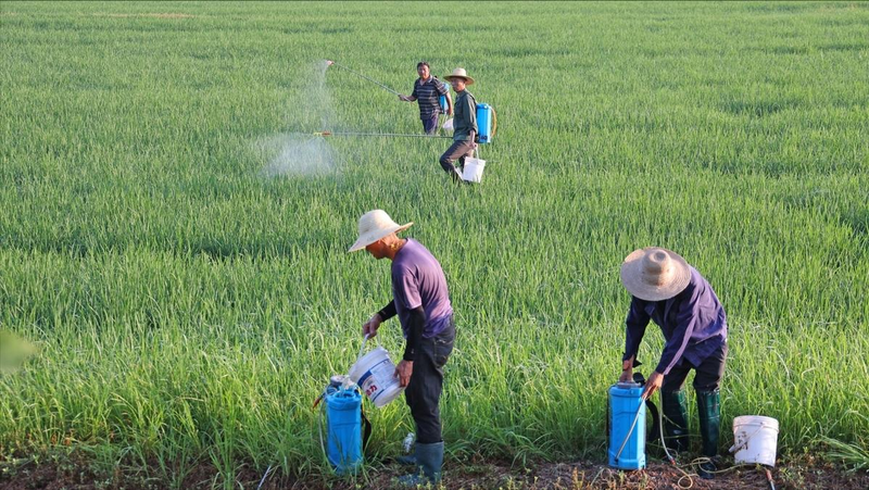 东北水稻种植技术