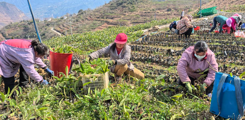枇杷苗种植技术
