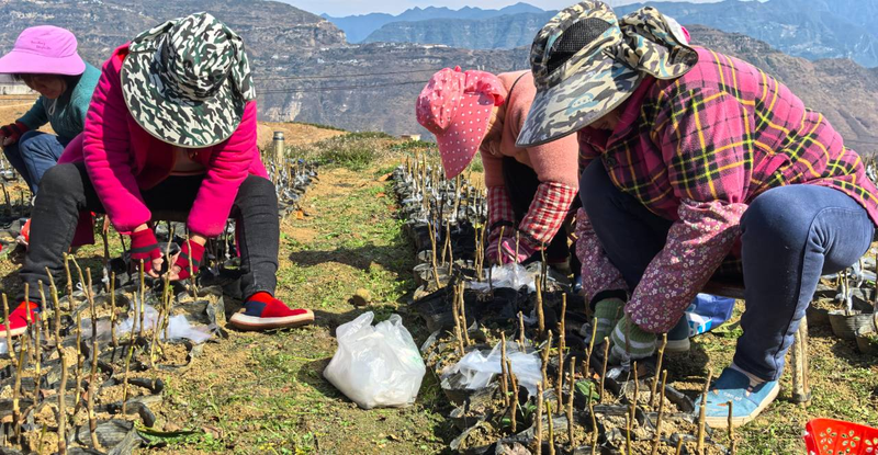 枇杷苗种植技术