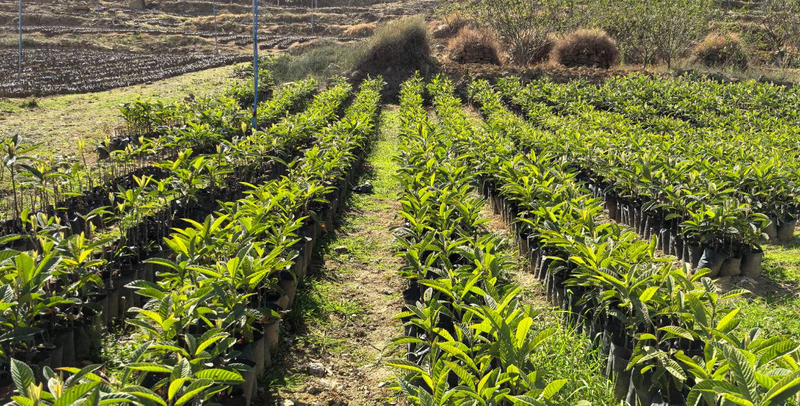 枇杷苗种植技术