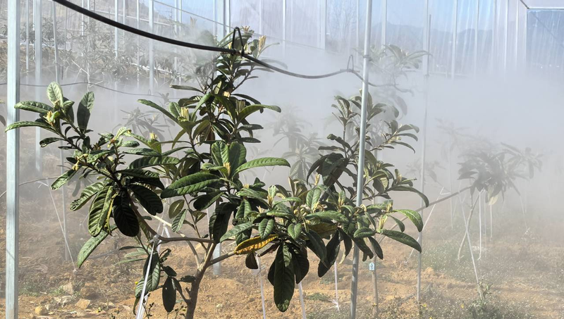 枇杷苗种植技术