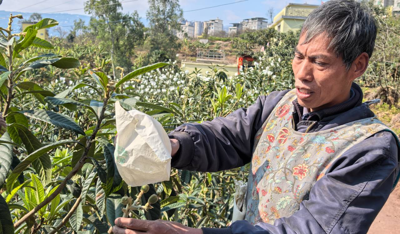 枇杷苗种植技术