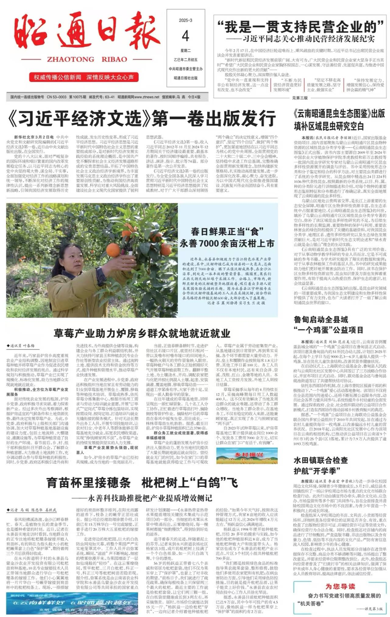 枇杷苗种植技术