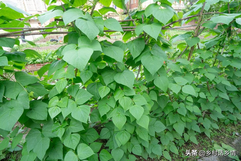 无架豇豆种植技术