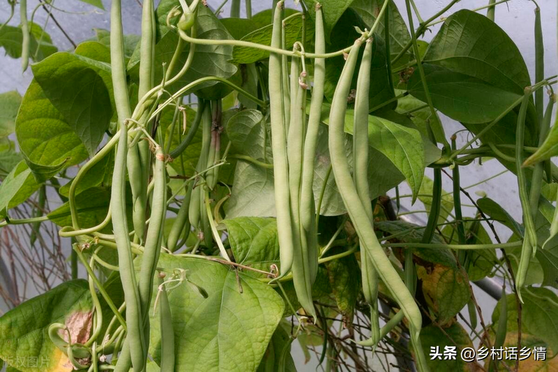 无架豇豆种植技术