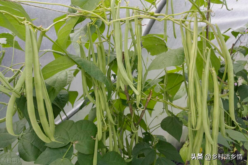 无架豇豆种植技术