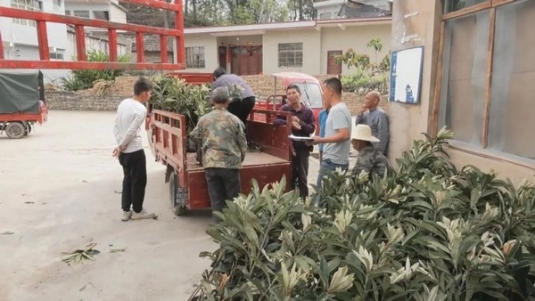 Plantation techniques