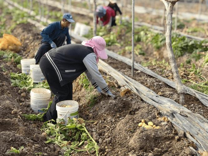 Purple potato cultivation techniques