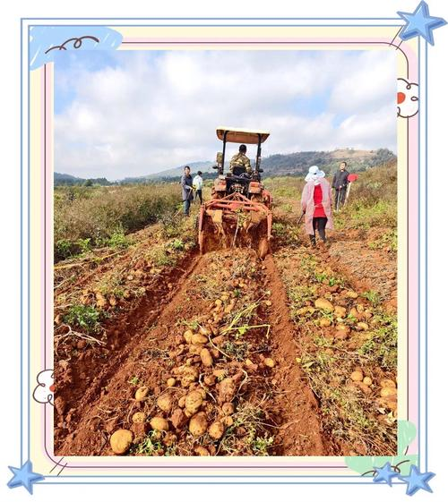 Purple potato cultivation techniques