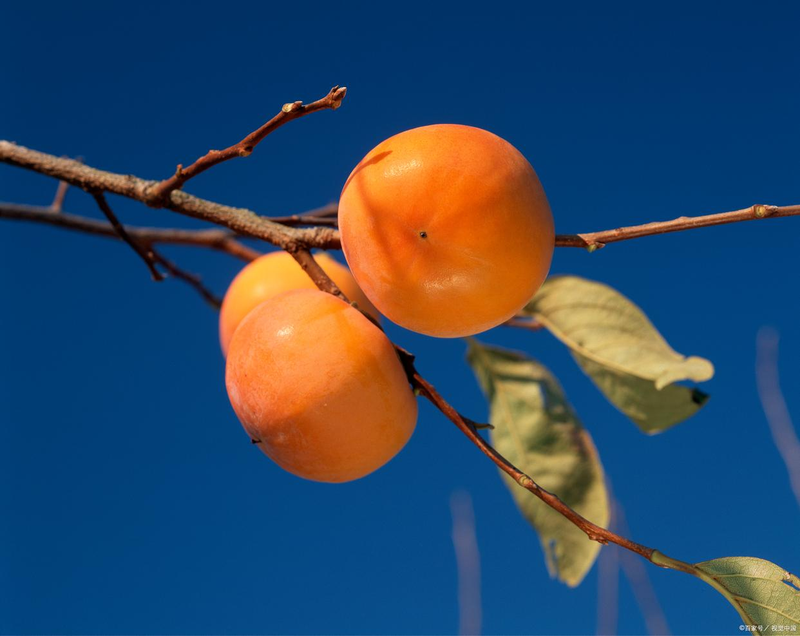 Technology for the cultivation of tomato seedlings