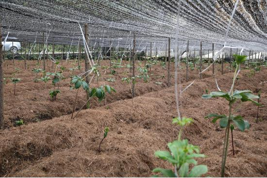 高海拔地区滇重楼种植技术