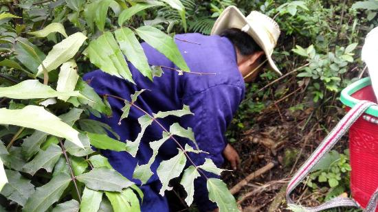 高海拔地区滇重楼种植技术
