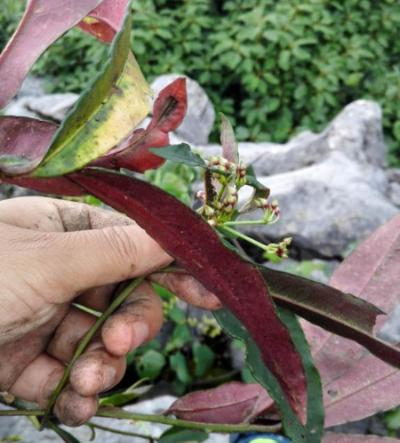 高海拔地区滇重楼种植技术