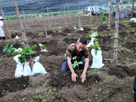 高海拔地区滇重楼种植技术