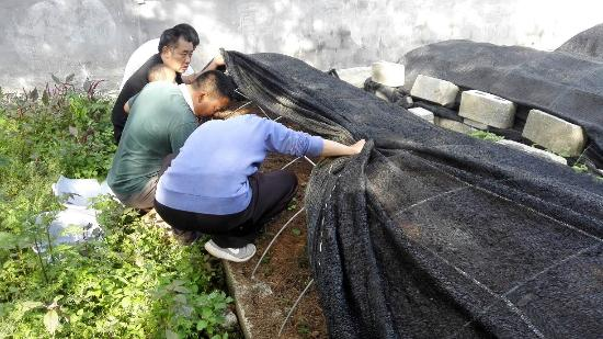高海拔地区滇重楼种植技术