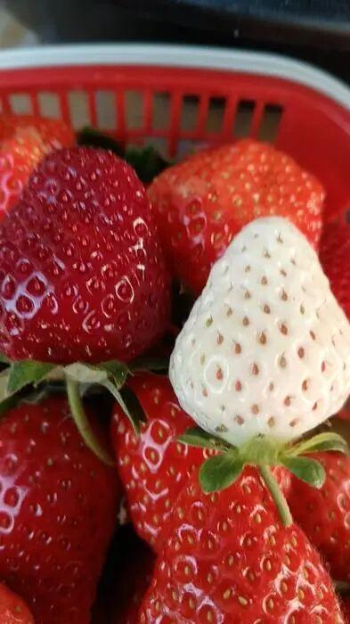 Milk strawberry cultivation techniques