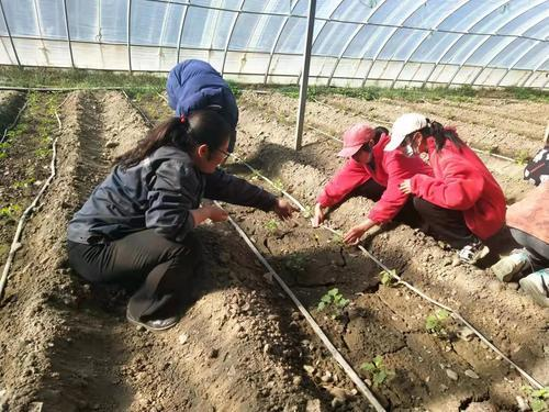 山东地膜土豆种植技术