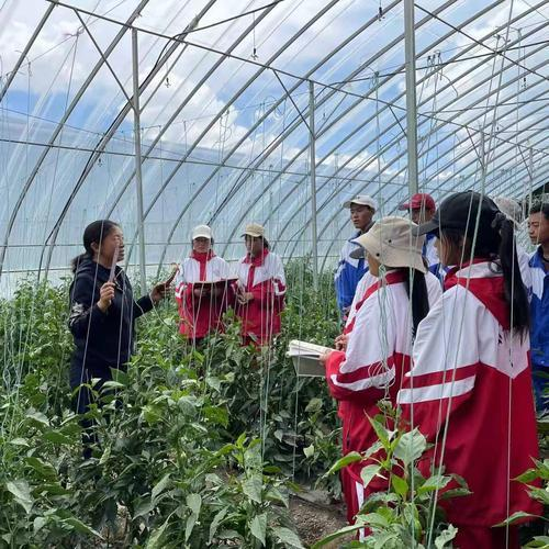 山东地膜土豆种植技术