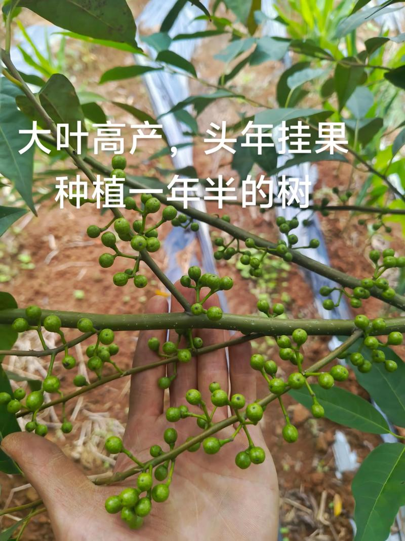 种植技术视频下载