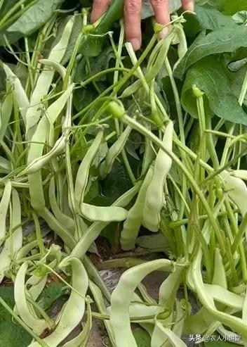 无架豇豆种植技术