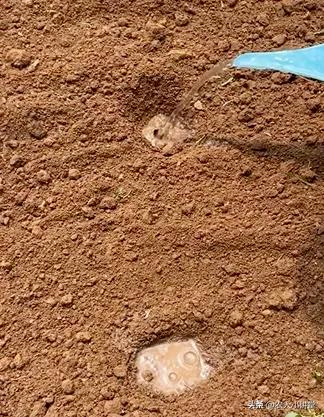 无架豇豆种植技术