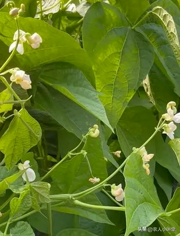 无架豇豆种植技术