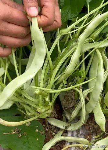 无架豇豆种植技术