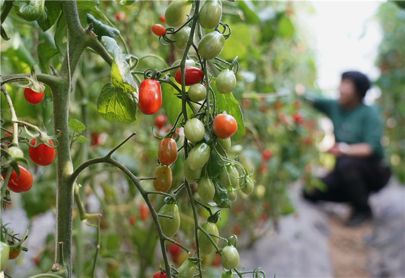 秋季西红柿种植技术