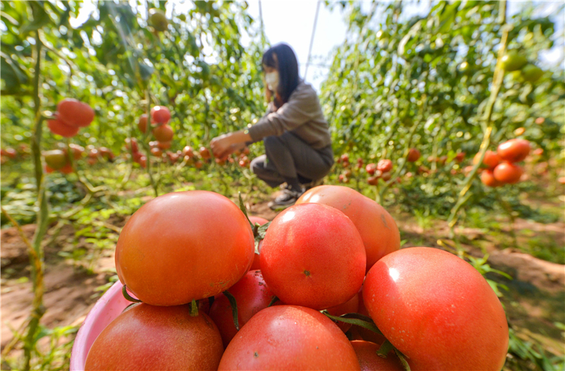 秋季西红柿种植技术