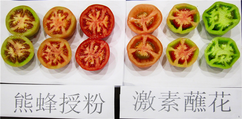 秋季西红柿种植技术