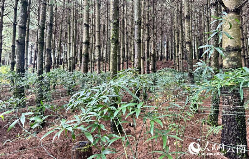 高海拔地区滇重楼种植技术