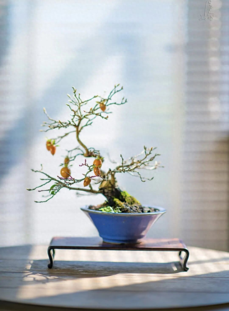 Technology for the cultivation of tomato seedlings